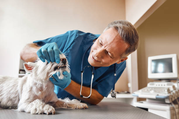 Best Emergency Dental Surgery in Lawrencevle, IL